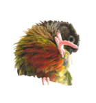 ウロコインコちゅらさんの仕草★その1（個別スタンプ：5）