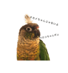 ウロコインコちゅらさんの仕草★その1（個別スタンプ：7）