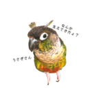 ウロコインコちゅらさんの仕草★その1（個別スタンプ：8）