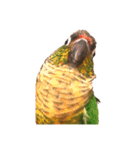 ウロコインコちゅらさんの仕草★その1（個別スタンプ：9）
