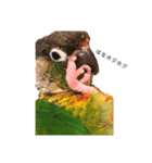 ウロコインコちゅらさんの仕草★その1（個別スタンプ：10）