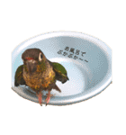ウロコインコちゅらさんの仕草★その1（個別スタンプ：11）