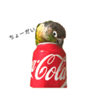 ウロコインコちゅらさんの仕草★その1（個別スタンプ：13）