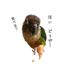 ウロコインコちゅらさんの仕草★その1（個別スタンプ：14）