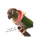 ウロコインコちゅらさんの仕草★その1（個別スタンプ：15）