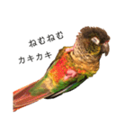 ウロコインコちゅらさんの仕草★その1（個別スタンプ：16）