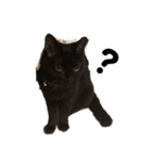 黒猫ジジの日常（個別スタンプ：2）