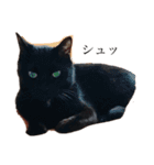 黒猫ジジの日常（個別スタンプ：4）