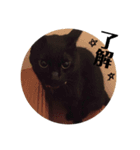 黒猫ジジの日常（個別スタンプ：12）