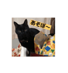 黒猫ジジの日常（個別スタンプ：13）