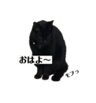 黒猫ジジの日常（個別スタンプ：16）