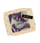 てぃーちの日々。（個別スタンプ：1）