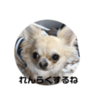 ワンまさお（個別スタンプ：1）