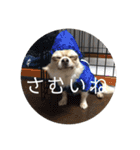 ワンまさお（個別スタンプ：2）