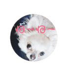 ワンまさお（個別スタンプ：4）