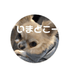ワンまさお（個別スタンプ：5）