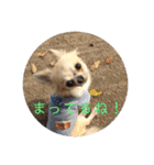 ワンまさお（個別スタンプ：6）