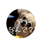 ワンまさお（個別スタンプ：7）