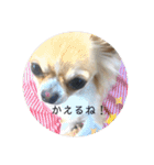 ワンまさお（個別スタンプ：11）