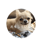 ワンまさお（個別スタンプ：13）