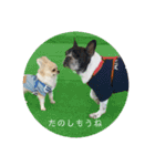 ワンまさお（個別スタンプ：15）