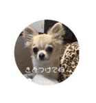 ワンまさお（個別スタンプ：16）