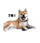 柴犬タロ（個別スタンプ：1）