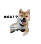 柴犬タロ（個別スタンプ：2）