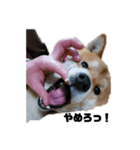柴犬タロ（個別スタンプ：3）