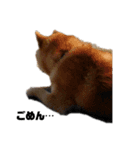 柴犬タロ（個別スタンプ：4）