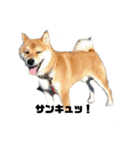 柴犬タロ（個別スタンプ：6）