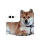 柴犬タロ（個別スタンプ：7）