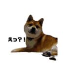 柴犬タロ（個別スタンプ：8）