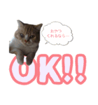 ねこ〜ず（個別スタンプ：1）
