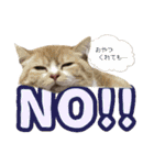 ねこ〜ず（個別スタンプ：2）