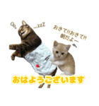 ねこ〜ず（個別スタンプ：3）
