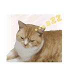 ねこ〜ず（個別スタンプ：4）