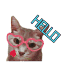 ねこ〜ず（個別スタンプ：5）