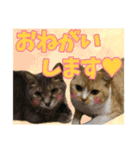 ねこ〜ず（個別スタンプ：6）