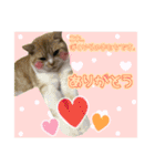 ねこ〜ず（個別スタンプ：7）