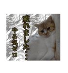 ねこ〜ず（個別スタンプ：8）