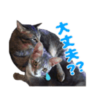 ねこ〜ず（個別スタンプ：9）