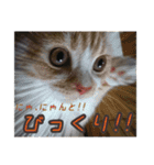 ねこ〜ず（個別スタンプ：11）
