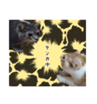 ねこ〜ず（個別スタンプ：12）