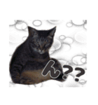 ねこ〜ず（個別スタンプ：13）
