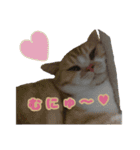 ねこ〜ず（個別スタンプ：15）