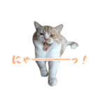 ねこ〜ず（個別スタンプ：16）