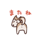 ポメ柴スタンプ（個別スタンプ：12）