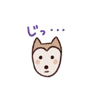 ポメ柴スタンプ（個別スタンプ：24）