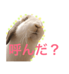 うさぎさん 第1弾（個別スタンプ：3）